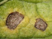 Maladies-Alternariose feuilles 2Ephytia-INRAE-300x225.jpg