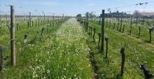 Image R duction des intrants phytosanitaires en vignoble AOP Bordeaux.jpg