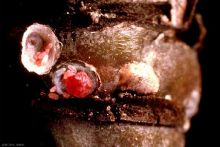 Ravageurs-Cochenille rouge femelle ponte sous bouclier poirier Ephytia-INRAE.jpg