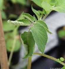 Maladies-Ralstonia feuilles Ephytia-INRAE.jpg