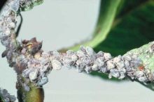 Ravageurs-Puceron mauve petiole feuille poirier Ephytia-INRAE-1024x684.jpg