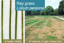 Maladies-pyriculariose ray-grass Webinaire-Terre-net-CIRAD.jpg