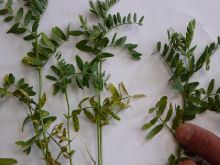Maladies-Rouille feuilles lentille Terres-Inovia.jpg